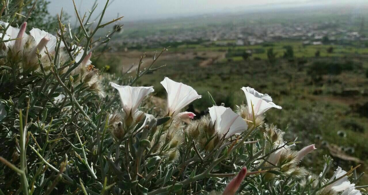 پیچک شاخه خاری